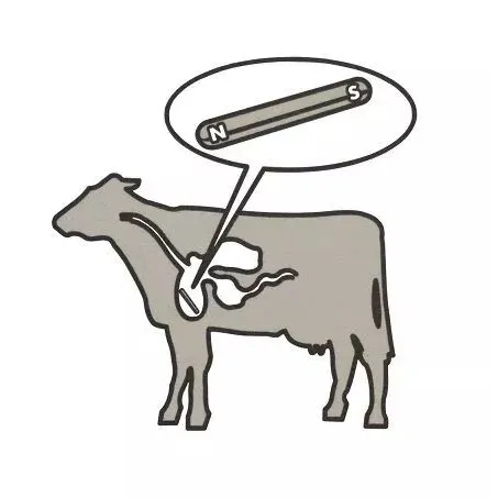 Apakah tujuan magnet lembu?
